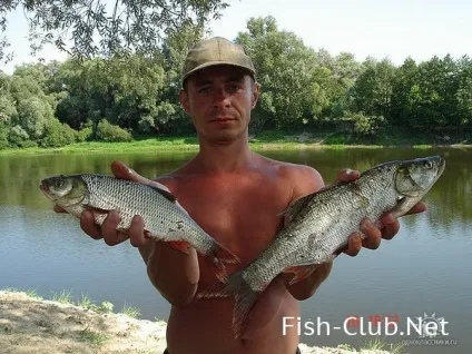 Чабби, Чабби, чаббік ... ще раз про кольорах jackall chubby 38 (кольорах) Чабби, Чабби, чаббік ... ще раз про кольорах jackall chubby 38