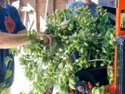 Чим не можна годувати собак головні заборонені продукти