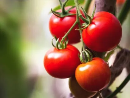 Чим не можна годувати собак головні заборонені продукти