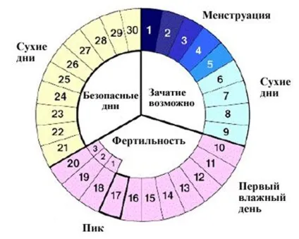 Цервікальний слиз по днях циклу, при овуляції (планування вагітності) Цервікальний слиз по днях циклу, при овуляції