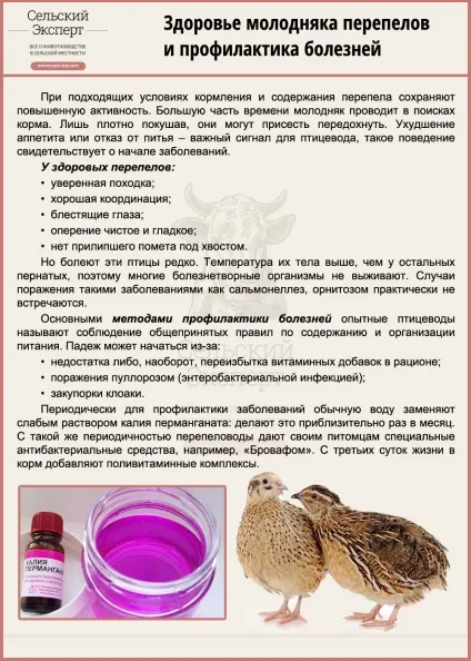 Чим годувати перепелів в перші дні життя - раціон молодняка (перепелят) Чим годувати перепелів в перші дні життя - раціон молодняка
