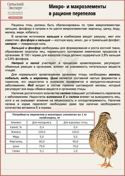 Чим годувати перепелів в перші дні життя - раціон молодняка (перепелят) Чим годувати перепелів в перші дні життя - раціон молодняка