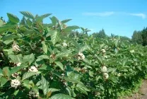 Дерен види і особливості розмноження (види) Дерен види і особливості розмноження