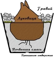 Квітка амариліс посадка цибулин