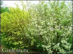Дерен білий з строкатим листям