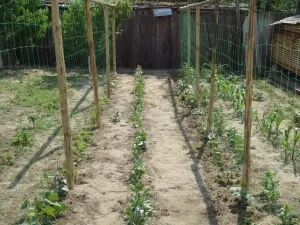 Робимо шпалеру для малини самостійно правила установки для початківця садівника