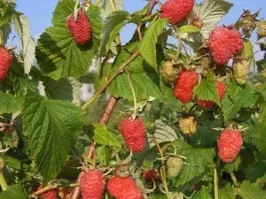 Робимо шпалеру для малини самостійно правила установки для початківця садівника