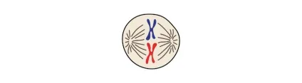 Поділ ядра і клітини