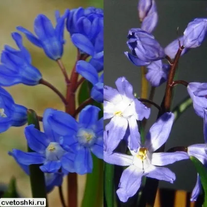 Квітка хионодокса і його фото посадка і догляд за рослинами, її сорти (фото) Квітка хионодокса і його фото посадка і догляд за рослинами, її сорти