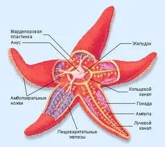 Морська зірка в акваріумі - розмноження і будова, фото, як пересувається по дну (як пересуваються фото розмноження будова опис морська зірка чим харчуються отруйні голкошкірі спосіб життя найбільша актиния корал що їдять червоного моря морські зірки інформація представники як виглядає) Морська зірка в акваріумі - розмноження і будова, фото, як пересувається по дну
