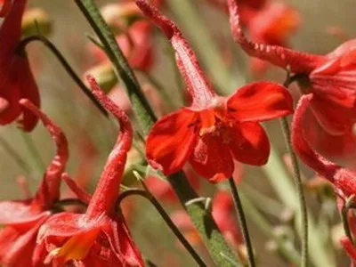 Багаторічний квітка дельфініум фото, опис видів - гібридний дельфініум Аякса, махровий білий (фото) Багаторічний квітка дельфініум фото, опис видів - гібридний дельфініум Аякса, махровий білий