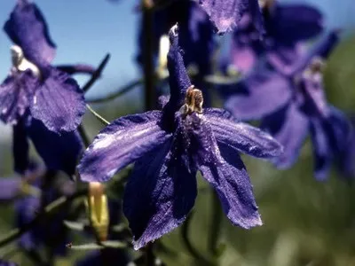 Багаторічний квітка дельфініум фото, опис видів - гібридний дельфініум Аякса, махровий білий (видів) Багаторічний квітка дельфініум фото, опис видів - гібридний дельфініум Аякса, махровий білий