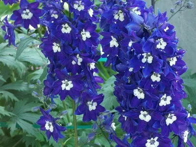 Багаторічний квітка дельфініум фото, опис видів - гібридний дельфініум Аякса, махровий білий (квітка) Багаторічний квітка дельфініум фото, опис видів - гібридний дельфініум Аякса, махровий білий