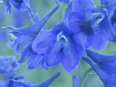 Багаторічний квітка дельфініум фото, опис видів - гібридний дельфініум Аякса, махровий білий (квітка) Багаторічний квітка дельфініум фото, опис видів - гібридний дельфініум Аякса, махровий білий