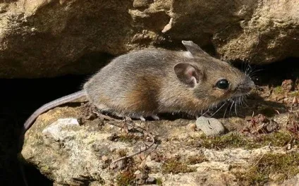 Миша звичайна лісова миша (apodemus sylvaticus) фото, зовнішній вигляд розмір забарвлення опис (забарвлення) Миша звичайна лісова миша (apodemus sylvaticus) фото, зовнішній вигляд розмір забарвлення опис