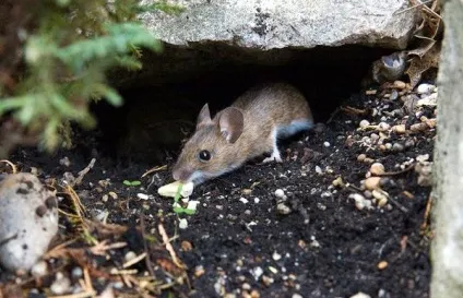 Миша звичайна лісова миша (apodemus sylvaticus) фото, зовнішній вигляд розмір забарвлення опис (фото) Миша звичайна лісова миша (apodemus sylvaticus) фото, зовнішній вигляд розмір забарвлення опис