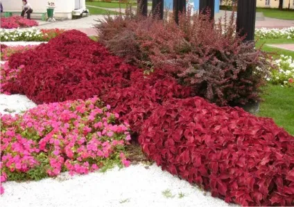 Монохромні квітники для саду принципи створення догляд (монохромні квітники монохромний сад) Монохромні квітники для саду принципи створення догляд