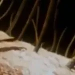 коростяний кліщ