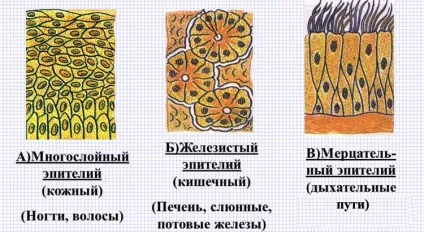 Чим відрізняється епітеліальна тканина від сполучної опис і відмінності, в чому різниця (епітеліальна) Чим відрізняється епітеліальна тканина від сполучної опис і відмінності, в чому різниця