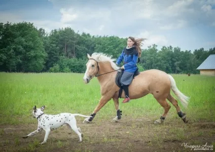Чим корисна верхова їзда, кінний клуб, стайня, коні, навчання верховій їзді, верхова їзда в (верхова) Чим корисна верхова їзда, кінний клуб, стайня, коні, навчання верховій їзді, верхова їзда в
