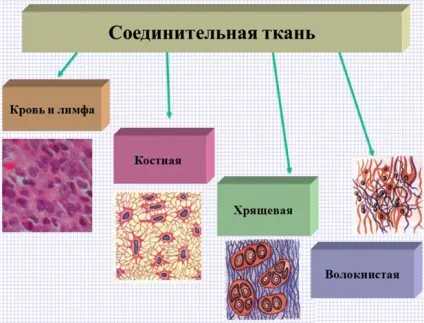 Чим відрізняється епітеліальна тканина від сполучної опис і відмінності, в чому різниця (тканина) Чим відрізняється епітеліальна тканина від сполучної опис і відмінності, в чому різниця