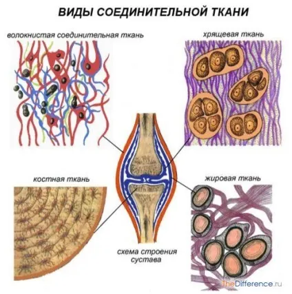 Чим відрізняється епітеліальна тканина від сполучної (епітеліальна) Чим відрізняється епітеліальна тканина від сполучної