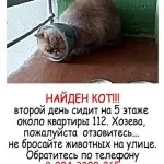 Що робити, якщо ви знайшли бездомну тварину, я твій друг (собаки в добрі руки) Що робити, якщо ви знайшли бездомну тварину, я твій друг