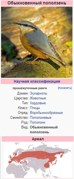 Що їсть поползень