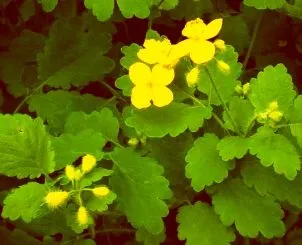 Чистотіл для волосся, сайт про здоров'я (чистотіл в гінекології) Чистотіл для волосся, сайт про здоров'я