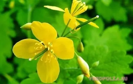 Чистотіл корисні властивості і протипоказання (чистотіл) Чистотіл корисні властивості і протипоказання