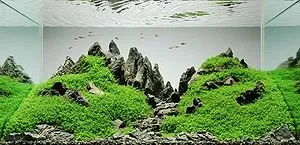 Що таке акваскейп