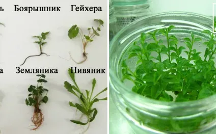 Що таке клонування рослин і навіщо це потрібно, технології () (купити рослини) Що таке клонування рослин і навіщо це потрібно, технології ()