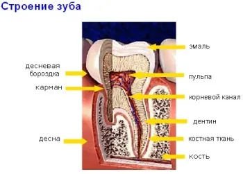 Чутливість зубів, лікування народними засобами (гіперестезії зубної емалі) Чутливість зубів, лікування народними засобами