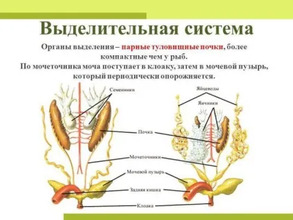 Що таке виділення, і яке його значення в життєдіяльності організмів (виділення) Що таке виділення, і яке його значення в життєдіяльності організмів