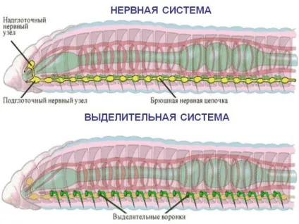 Що таке виділення, і яке його значення в життєдіяльності організмів (виділення) Що таке виділення, і яке його значення в життєдіяльності організмів