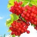 Цикорій підвищує або знижує тиск є відповідь! (Відповідь) Цикорій підвищує або знижує тиск є відповідь!