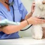 Ціпровет для собак таблетки інструкція із застосування, ціна, відгуки, де купити, краплі, обговорення