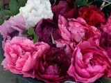 Квітка олеандр - догляд в домашніх умовах, фото олеандра і види, домашній олеандр - вирощування з (пересадка) Квітка олеандр - догляд в домашніх умовах, фото олеандра і види, домашній олеандр - вирощування з