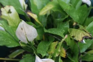 Квітка жіноче щастя, догляд в домашніх умовах (жіноче) Квітка жіноче щастя, догляд в домашніх умовах