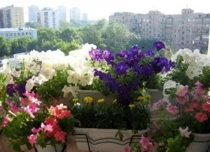 Квітка левиний зів посадка і догляд а так само вирощування з насіння розсади, назви і фото сортів (з насіння) Квітка левиний зів посадка і догляд а так само вирощування з насіння розсади, назви і фото сортів