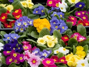 Квітка примула посадка і догляд - woman s day