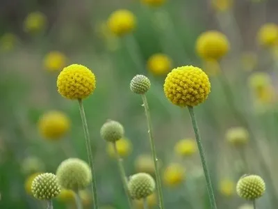Квіти краспедія куляста опис і фото, вирощування з насіння (краспедія) Квіти краспедія куляста опис і фото, вирощування з насіння