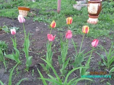Квіти в саду