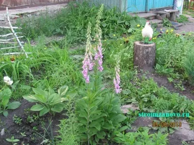 Квіти в саду