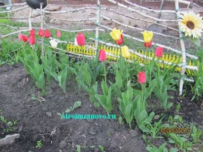Квіти в саду