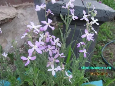 Квіти в саду
