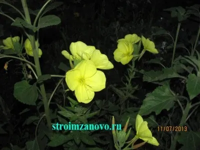 Квіти в саду