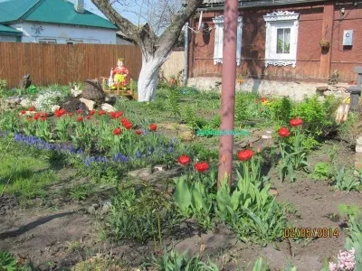 Квіти в саду