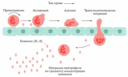 Цитокіни в імунології