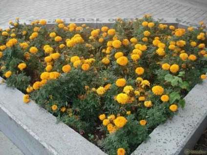 Квіти в Запоріжжі фотографії клумб, ekb-grad (квіти) Квіти в Запоріжжі фотографії клумб, ekb-grad